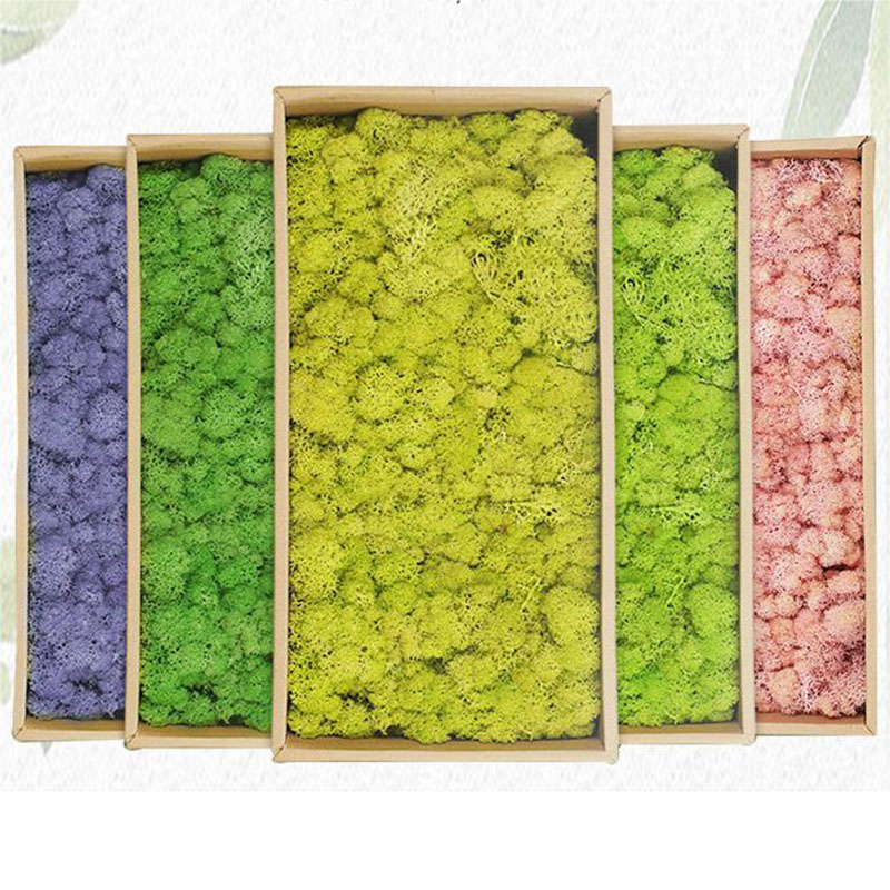 20g Artificial Green Plants Et - Terrarium Moss Art のレビューと価格