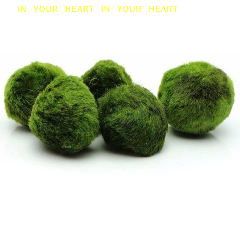 【X】3-4cm Marimo Moss Balls Liv - Terrarium Moss Art のレビューと価格
