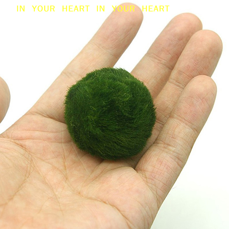 【X】3-4cm Marimo Moss Balls Liv - Terrarium Moss Art のレビューと価格